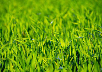 green grass background with selective focus