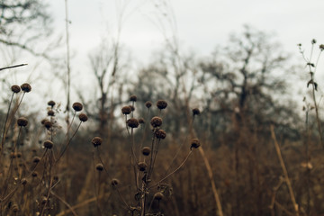 dried monarda flower in a prairie in late afternoon winter light with bare trees in the background