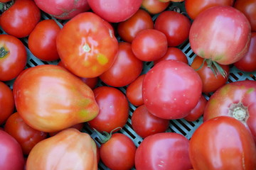 Tomaten Tomatoes Sachsen 2019