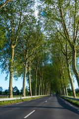 Fototapeta premium Beautiful straight road and green trees