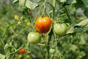 Tomaten Tomatoes Sachsen 2019