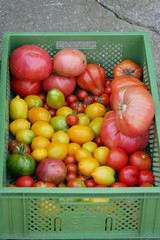 Tomaten Tomatoes Sachsen 2019