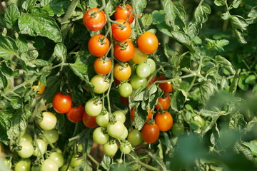 Tomaten Tomatoes Sachsen 2019