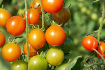 Tomaten Tomatoes Sachsen 2019