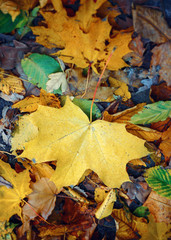 background texture of yellow leaves autumn leaf background