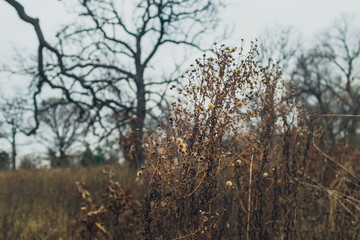 dried aster flowers in a prairie in late afternoon winter light with bare trees in the background
