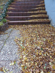 Obraz premium herbstlaub auf der treppe