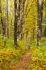 Obraz premium Golden autumnal forest with sunbeams