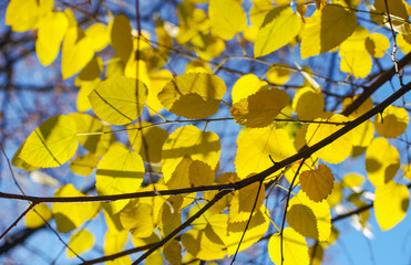 Branch with yellow leaves against the sunlight