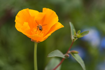 California Poppy visited by a Honey Bee