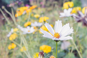 white cosmea flowers on nature background on sunny day. soft focus