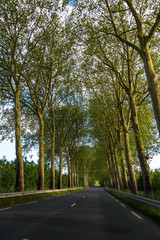 Beautiful straight road and green trees