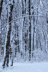 Fototapeta premium Winter snow covered trees background