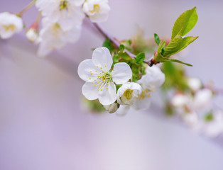 Cherry branch with beautiful background