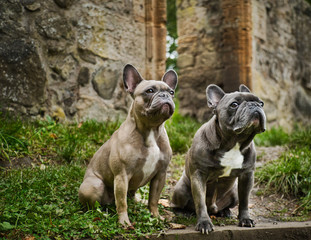 The French Bulldog