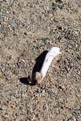 Bone