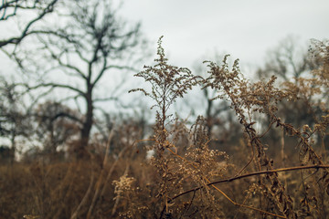 Obraz premium dried goldenrod flower in a prairie in late afternoon winter light with bare trees in the background