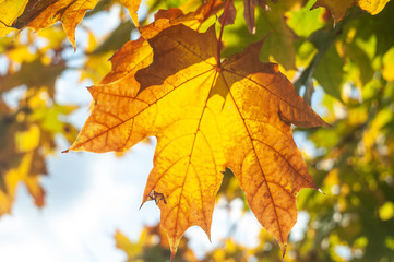Colorful autumn maple leaves on a tree branch. Soft closea-up photo