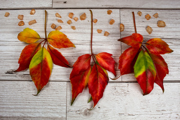 Red, Green And Yellow Autumn  Leaves on Wooden Background