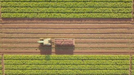 Fototapeta na wymiar Tractor and trailer loaded with Pallets of fresh harvested Vegetables.
