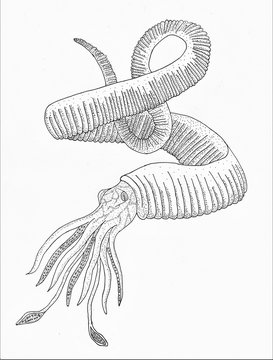 Illustration eines ausgestorbenen Ammoniten