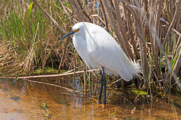 Snowy Egret in Repose
