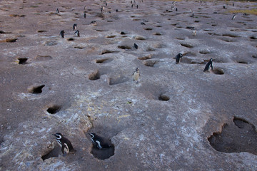 Pingüino de Magallanes (Spheniscus magellanicus), Patagonia, Argentina