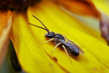 Halictus rubicundus, Rotbeinige Furchenbiene, Macro