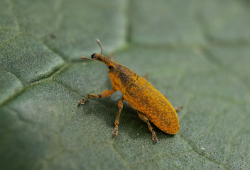 Wasseramper Stängelrüssler, Rüsselkäfer, Macro