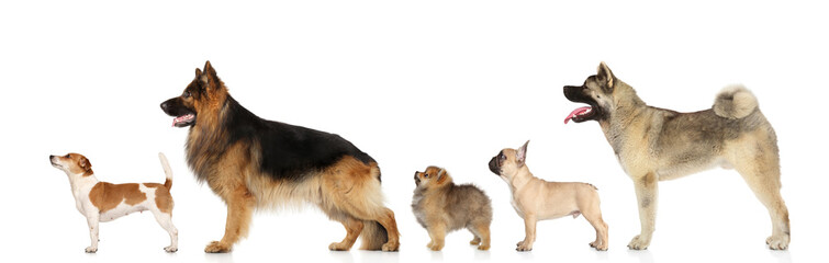 Dogs in standing