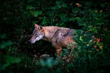 Wolf portrait in the foreground