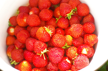 Bucket of freshly picked strawberries in summer garden 
