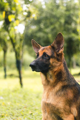 German Shepard Stare