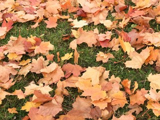 Colorful fallen leaves on the grass, autumn
