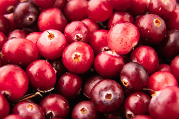 Cranberries / wild berries / Cranberry background / Wild berry of cranberries.