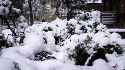 Snow-covered Bush