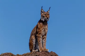 Fotobehang een boreale lynx die op een rots rust © iker