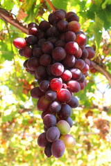 Bunch of ripe red grapes
