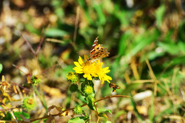 Autumn, close up butterfly sitting on a daisy