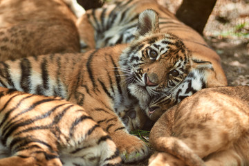 Little tiger cubs outdoors. Tiger kindergarten. Wild animals in nature