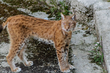 a boreal lynx resting on top of a rock