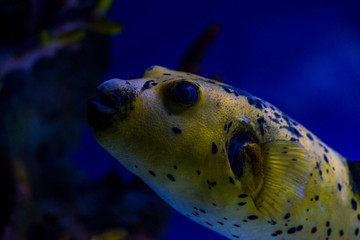 Arothron meleagris the guineafowl puffer or golden puffer sea yellow fish saltwater aquarium nature...