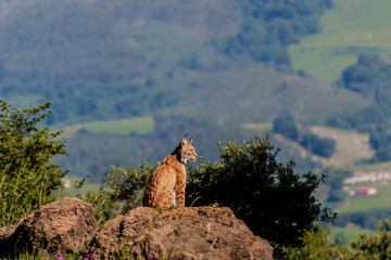 a boreal lynx resting on top of a rock