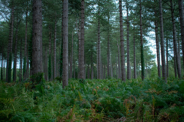 Obraz premium Forest