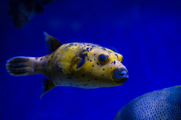 Arothron meleagris the guineafowl puffer or golden puffer sea yellow fish saltwater aquarium nature...