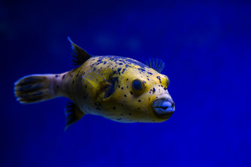 Arothron meleagris the guineafowl puffer or golden puffer sea yellow fish saltwater aquarium nature...