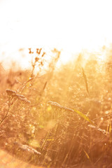 A colorful meadow with various pretty wildflowers in the backlight on a summer morning.