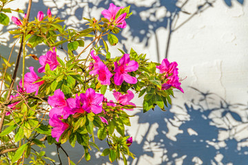 Pink Flower over Wall