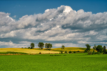 Field of ripening cereal, Poland around the town of Sztum