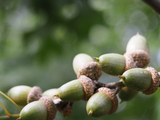 Beautiful Acorns on Tree